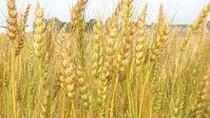 Bangladesh đấu thầu mua 50.000 tấn lúa mì